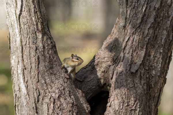 The eastern chipmunk. Is a chipmunk species found in eastern North America