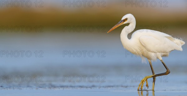 Western Reef Heron, Western Reef-Heron, Western Reef-Egret, (Egretta gularis), Garceta Dimorfa,