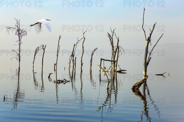 White heron looking out for prey. Gentle sunlight illuminates the half-flooded trees. Journey to