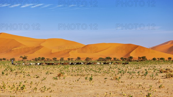 Wide landscape with impressive sand dunes and some trees, vegetation stretches in the foreground,