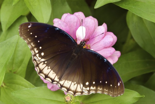 Danaid eggfly hypolimnas misippus in Lalbaugh, Bangalore, Karnataka, India