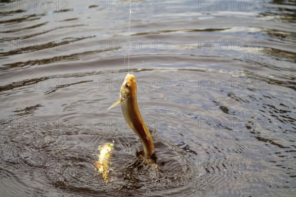 Roach. Gambling fishing on the river in the evening. Leger rig evening biting, bottom line set up.