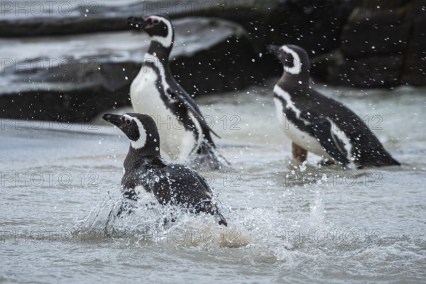 Magellanic Penguins (Sphreniscus magellanicus) landing on a beach, Bleaker Island, Falkland
