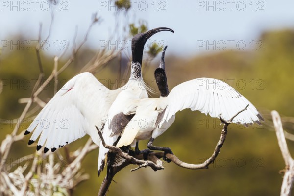 Australian White Ibis and nesting grounds at Coolart Wetlands and Homestead in Somers on a hot