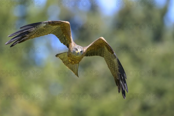 A black kite (Milvus migrans) flying majestically with outstretched wings in front of a blurred