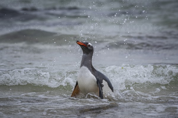A gentoo penguin (Pygoscelis papua) landing on a beach, Pebble Island, Falkland Islands, Great