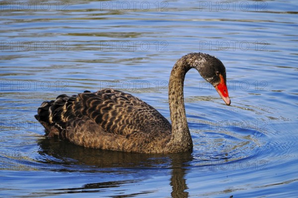 Swimming Black Swan (Cygnus atratus), Black Swan, North Rhine-Westphalia, Germany