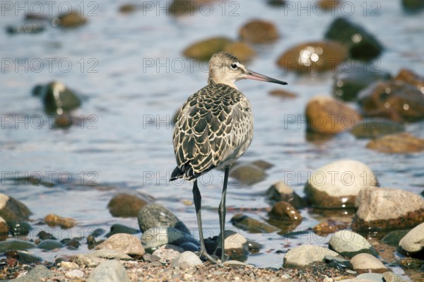 Black-tailed godwit (Limosa limosa), a young bird on the seaside meadow, marsh and pebble beach.