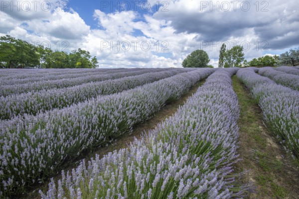 Beautiful summer evening in a lavender field. Large blue lavender bushes blooming in a cultivation