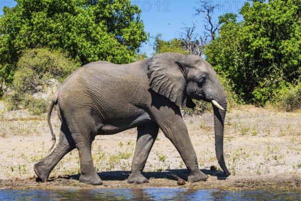 Botswana, Chobe National Park. The concept of exotic tourism. African elephant - loner on a