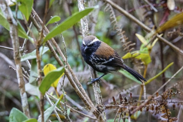 Close-up of a Serra antwren facing camera and perched on a tiny branch, Caraca Natural Park, Minas