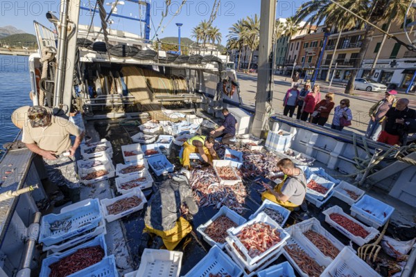 Sailors selecting the fish, pesca de arrastre o pesca de bou, Andratx, Majorca, Balearic Islands,