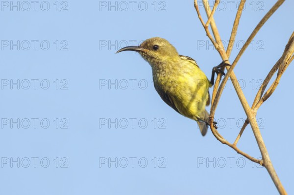 Green-breasted Sunbird, Green-throated Sunbird, Hedydipna platura, Anthodiaeta platura, (Anthreptes