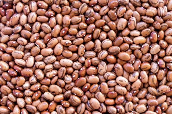 Beans of bean (beans). Background of many grains of dried beans. Brown beans texture. Food