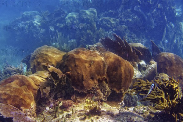 Mesoamerican barrier Great Mayan Reef in Riviera Maya of Caribbean Mexico