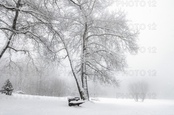 Winter scenery with snowflakes falling over an empty park, leafless trees, wooden bench and a thick