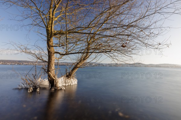 Two trees standing in the water of a lake, surrounded by ice, under a clear blue sky, Niederzell,