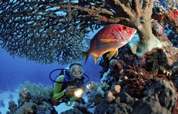 Diver observing big thorn hussar fish under table coral, Sargocentron spiniferum, Egypt, Sha'ab