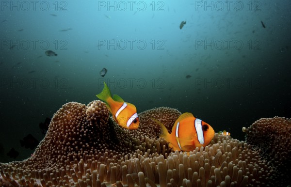 Two Red Sea Anemonefish, Amphiprion bicinctus, Djibouti, Djibouti, Africa, Afar Triangle, Gulf of