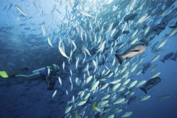 Diver and shoal of yellow-striped fusiliers and black snappers, Caesio caerulaurea, Macolor niger,