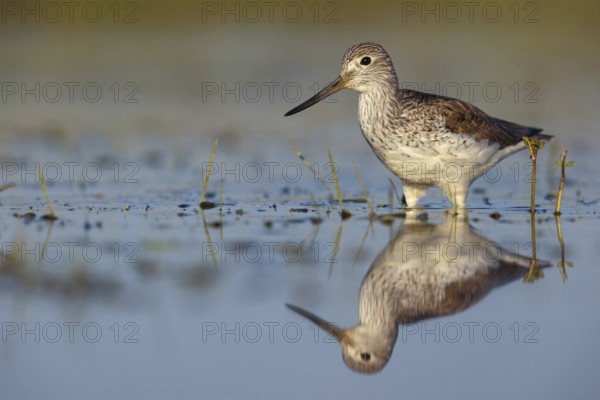 Common greenshank (Tringa nebularia) Chevalier aboyeur, Archibebe Claro, Offstein sewage ponds,