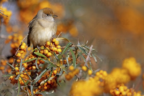 Blackcap (Sylvia atricapilla), Fauvette à tête noire, Curruca Capirotada, Branch, branch, Ormoz