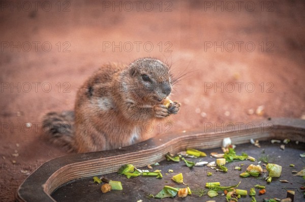 A ground squirrel (Xerinae) nibbles vegetables on a tray in a natural environment, Erfurt,