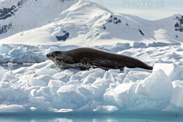 Seal lying quietly on a block of ice in front of snow-covered mountains in an Arctic environment,