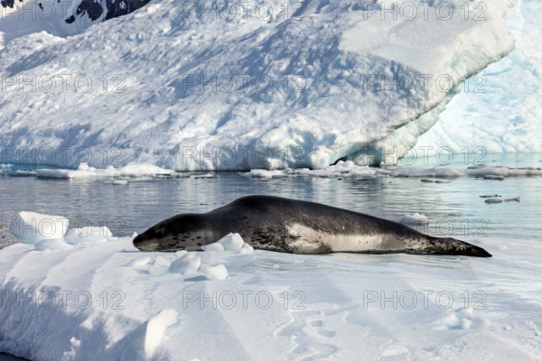 Seal on a snow-covered surface surrounded by frozen water, leopard seal (Hydrurga leptonyx) on an