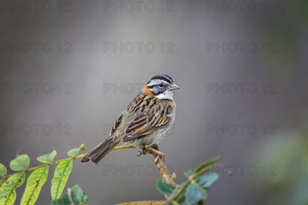Close-up of a Rufous-collared sparrow perched on a branch against defocused background, Serra da