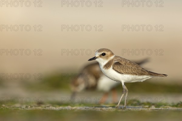 Animals, birds, plover, Kentish plover, (Charadrius alexandrinus), biotope, habitat, foraging, Barr