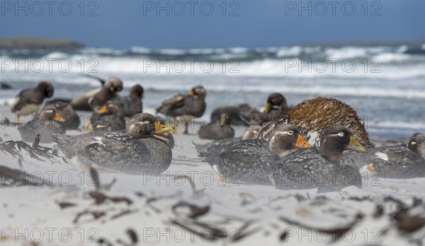 Falkland Steamer Duck, steamer ducks, duck birds, colony, winter, ice, snow, Antarctica, group,