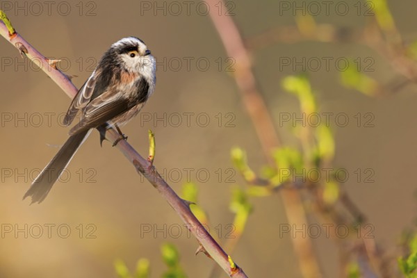 Long-tailed Tit, (Aegithalos caudatus), songbird, animals, birds, family of tits, Nahe valley,