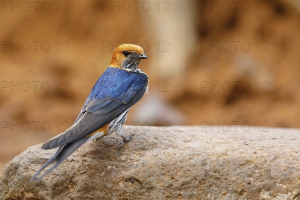 Maiden Swallow, (Cecropis abyssinica), (Hirundo abyssinica), family of swallows, biotope, habitat,