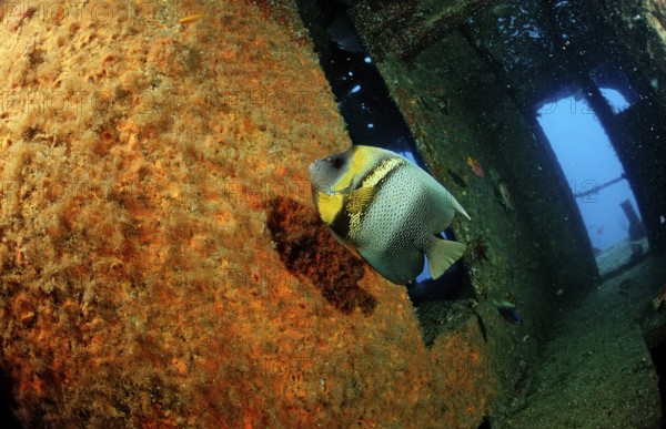 Cortez angelfish in a shipwreck, Pomacanthus zonipectus, Mexico, Sea of Cortez, Lower California,