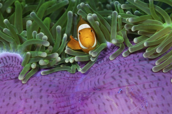 Orange skunk clownfish in magnificent anemone, Amphiprion ocellaris, Heteractis magnifica,