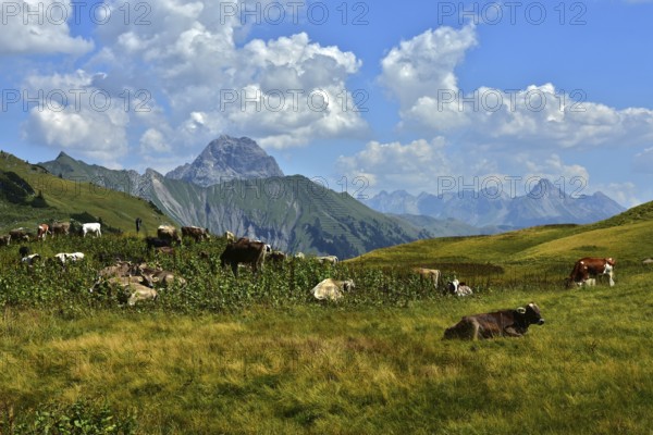 Alpine pasture on the Schadona Pass with Widderstein and Allgäu Alps, Bregenzerwald, Vorarlberg,