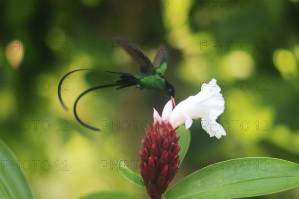 A Doctor Bird or Pennant-tail (Trochilus polytmus), Hummingbird, National Bird of Jamaica, Middle