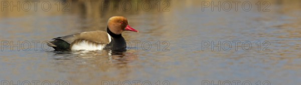 Red-crested Pochard, (Netta rufina), Red-crested Pochard swimming in water, Duck family, Ducks, NSG