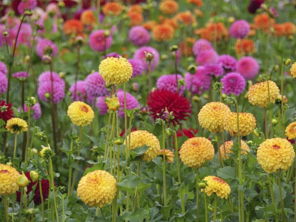 Several dahlias in shades of yellow and pink blooming in a lush garden, Blooming dahlias in