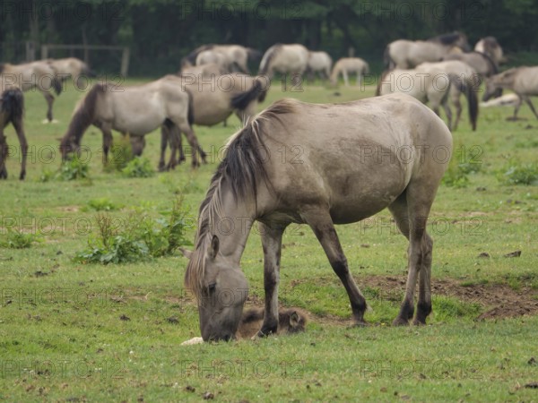 A herd of horses grazing peacefully on a green meadow, merfeld, North Rhine-Westphalia, Germany