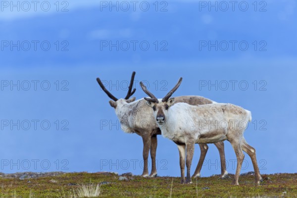 Reindeer, reindeer, (Rangifer tarandus), animals, mammals, deer family, two, biotope, habitat,