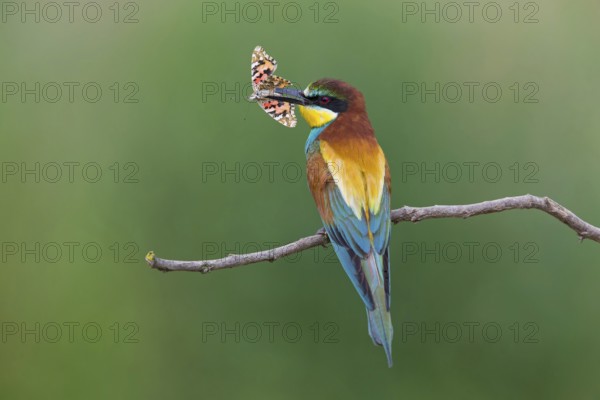 Bee-eater, (Merops apiaster), animals, birds, family of the raptors, perch, butterfly as prey,
