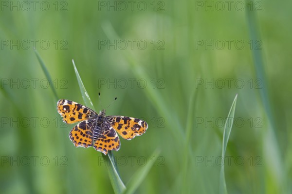 Land carat, (Araschnia levana), animals, insects, butterfly, butterfly, Lake Neusiedl, Andau,