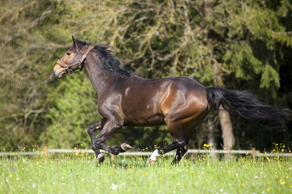 Horse gallop free outside on meadow