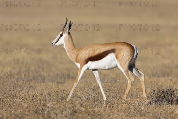 Springbok, Springbok, (Antidorcas marsupialis), animals, mammals, group of gazelle-like animals,