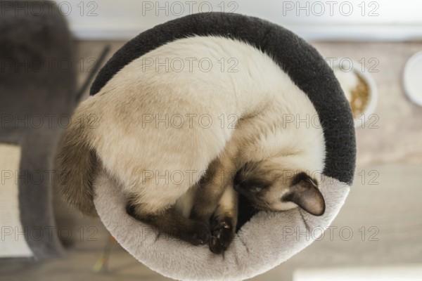 Kleine siamesische Katze schläft auf dem Bett ihrer Katze mit weichen gemütlichen Umgebung Top