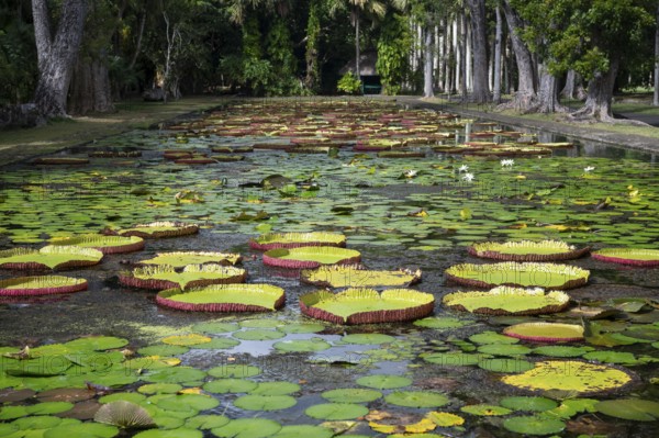 Pond, giant water lilies, Victoria, Victoria plant (Nymphaeaceae), Sir Seewoosagur Ramgoolam