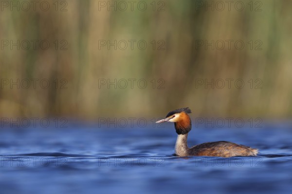 Great Crested Grebe, (Podiceps Scalloped ribbonfish), an animal, floating on the lake, water body,
