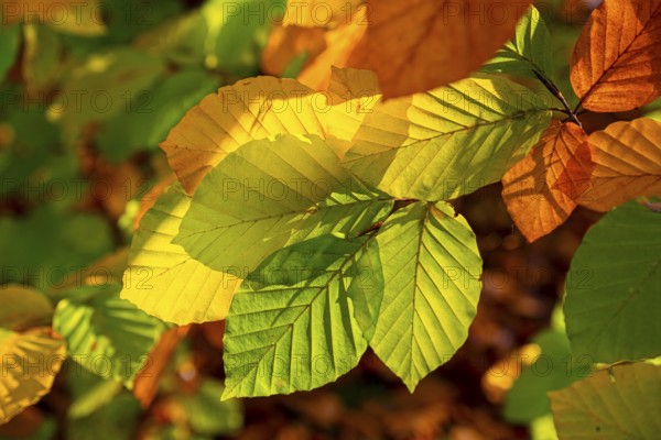 Autumn coloured leaves against the light, autumn forest, Bielefeld-Sennestadt, North